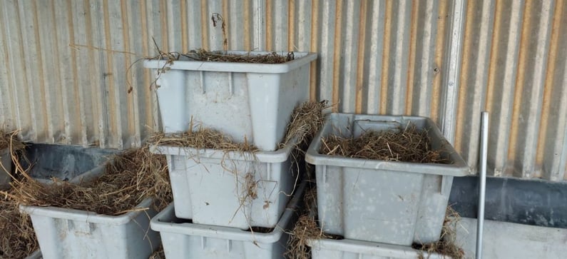 Silver fern farms fibrous waste manual removal